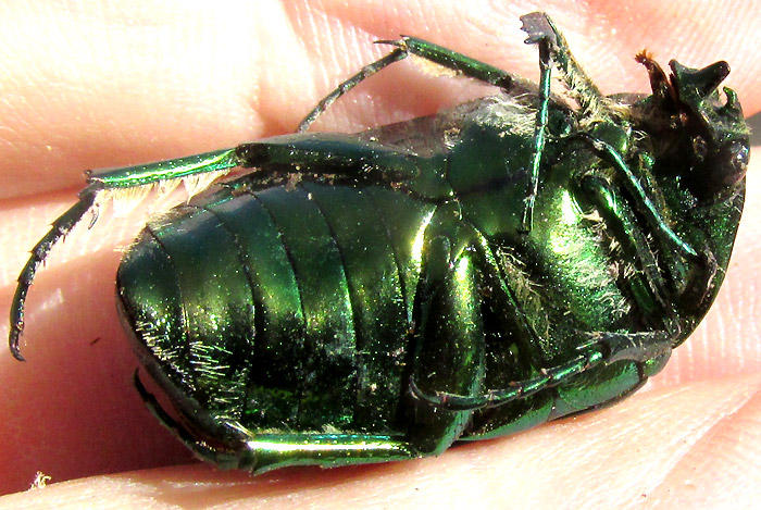 Green Fig Beetle, COTINIS MUTABILIS, bottom view