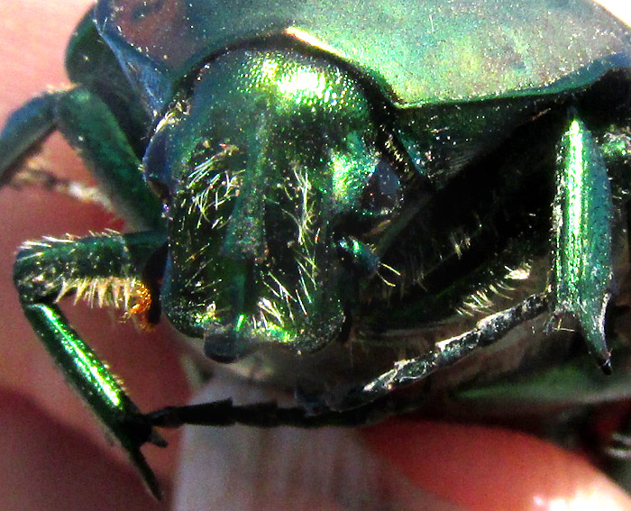 Green Fig Beetle, COTINIS MUTABILIS, clypeus front view