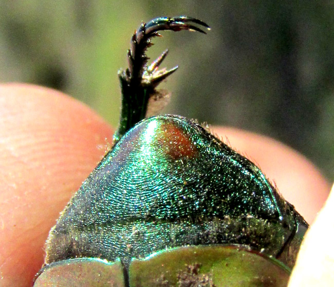 Green Fig Beetle, COTINIS MUTABILIS, pygidium, or rear end