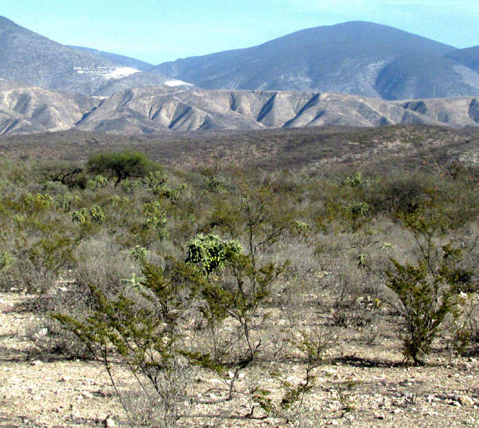 Creosote Bush, LARREA TRIDENTATA, in habitat