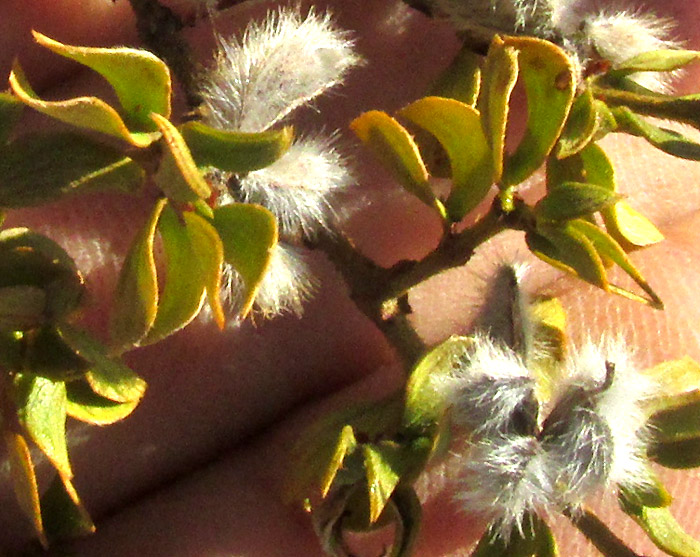 Creosote Bush, LARREA TRIDENTATA, close-up of leaves and split schizocarps
