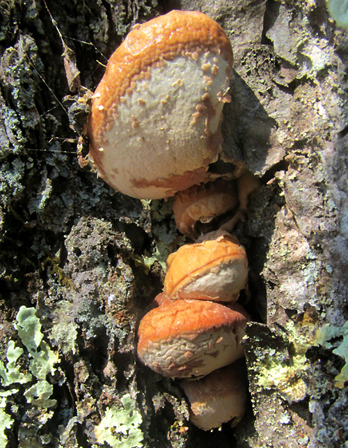 Veiled Polypore, CRYPTOPORUS VOLVATUS, on pine trunk, close-up