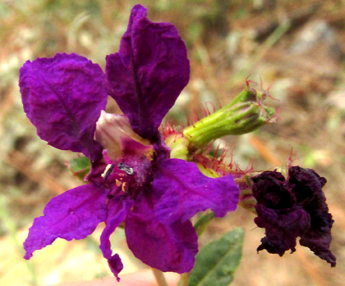 CUPHEA AEQUIPETALA, flower from front