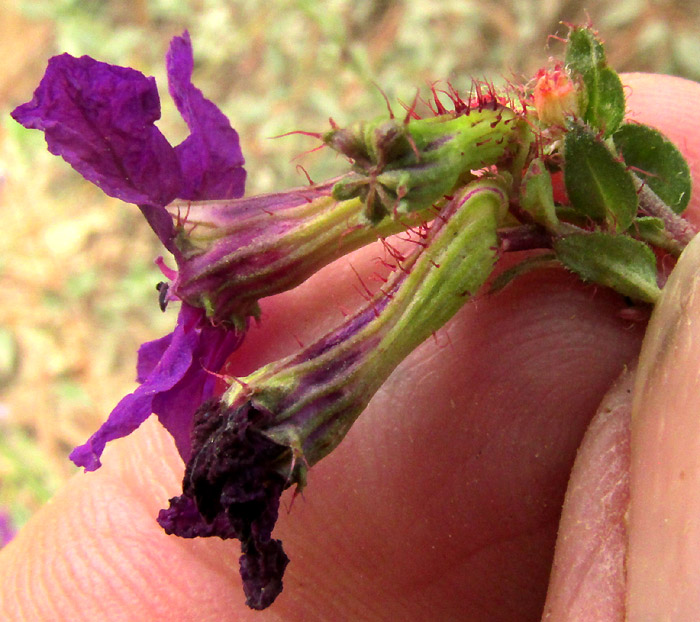 CUPHEA AEQUIPETALA, flower from side