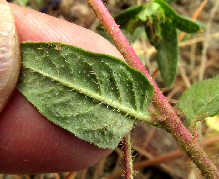 CUPHEA AEQUIPETALA, hairy leaves and stems
