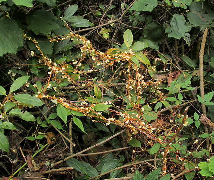 CUSCUTA RUGOSICEPS, plants in habitat