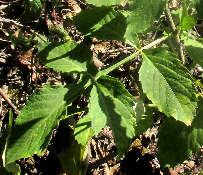 Garden Dahlia, DAHLIA PINNATA, compound leaf