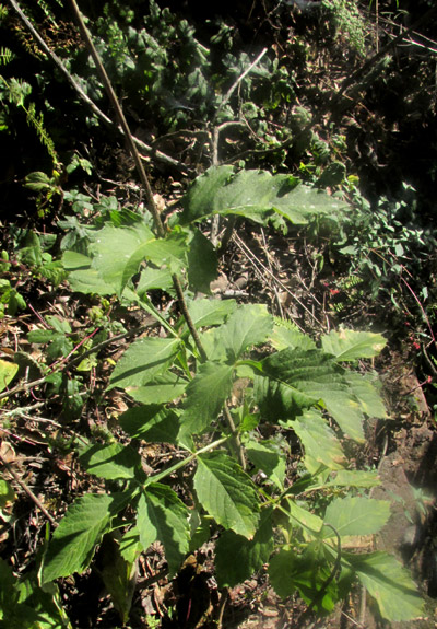 Garden Dahlia, DAHLIA PINNATA, leafy stem in habitat