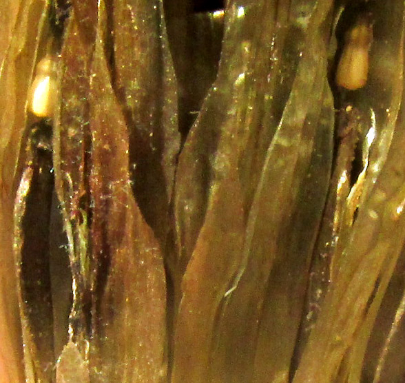 Garden Dahlia, DAHLIA PINNATA, cypselae close-up mostly hidden by paleae