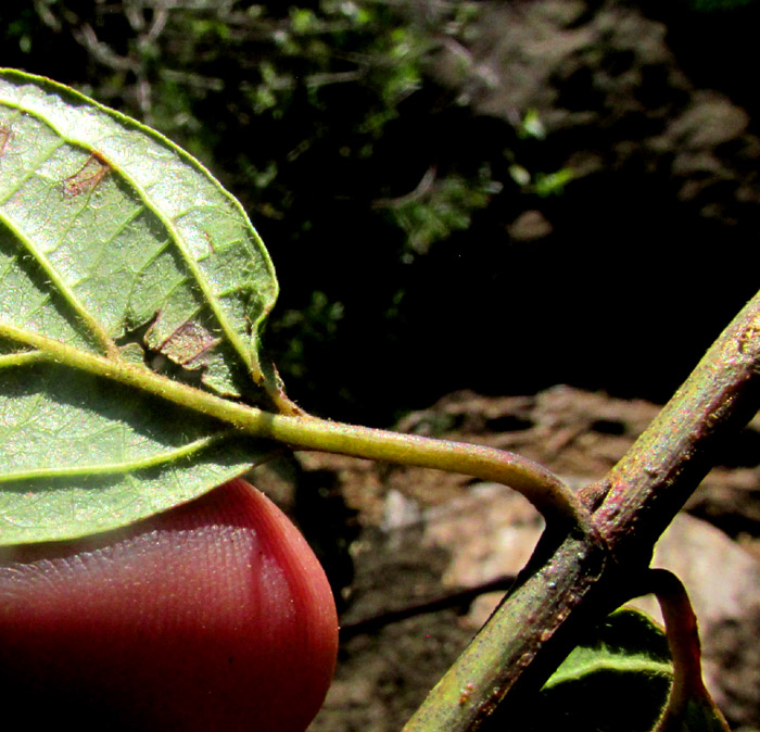 CORNUS EXCELSA, pubescent leaf undersurface, petioles, mature stem