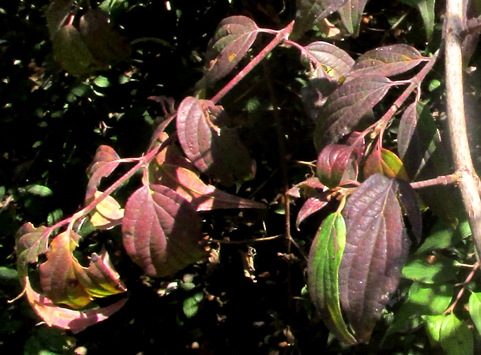 CORNUS EXCELSA, older leaves turning dark grape color