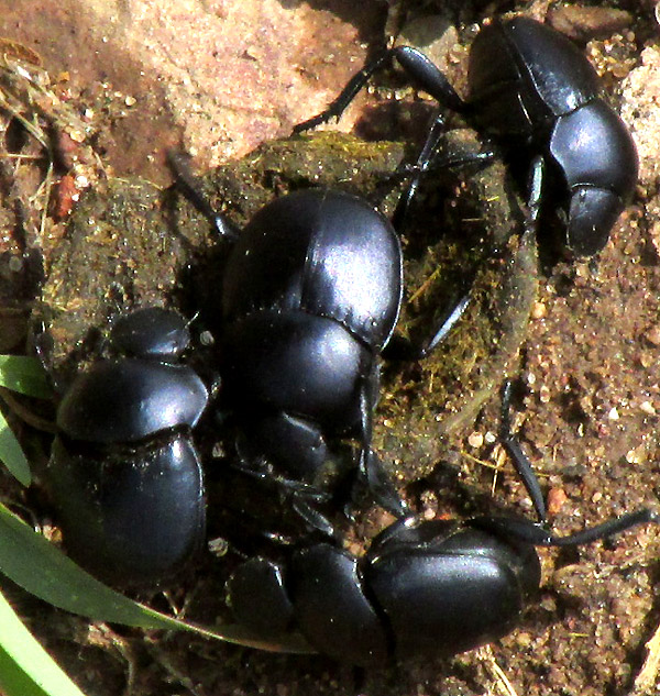 Dung Beetle, CANTHON HUMECTUS, several with a sheep pellet
