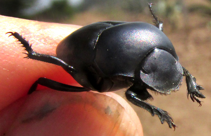 Dung Beetle, CANTHON HUMECTUS, frontal view