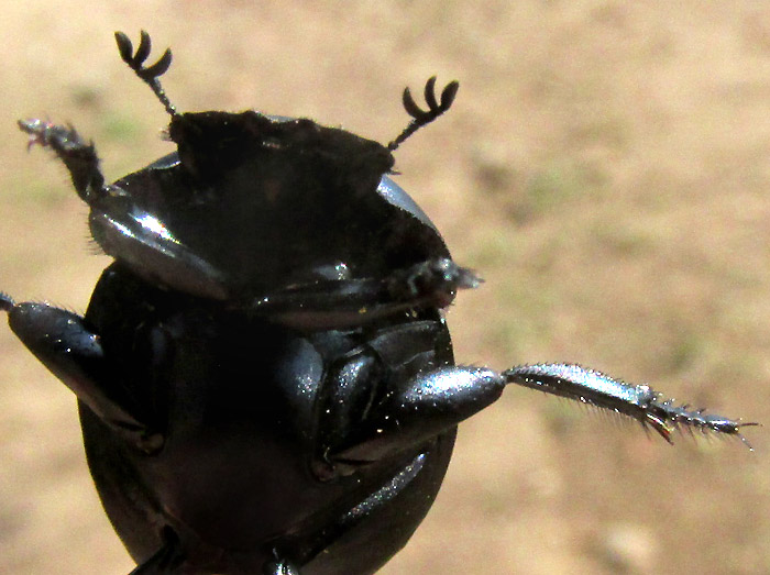 Dung Beetle, CANTHON HUMECTUS, front view of underside, with branched antennae