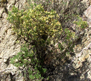 DYSCRITOTHAMNUS FILIFOLIUS, fruiting bush in dry season habitat