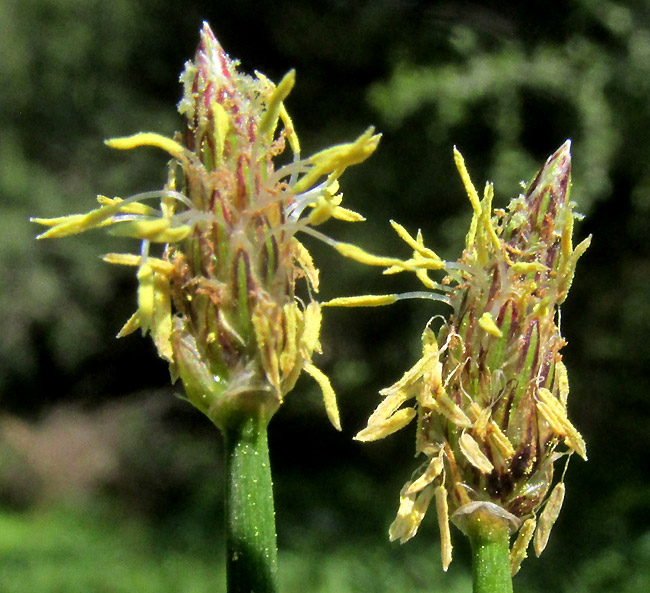 Pale Spikerush, ELEOCHARIS MACROSTACHYA, flowering spikes