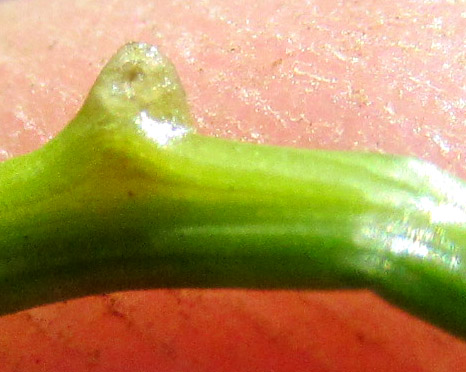 Pale Spikerush, ELEOCHARIS MACROSTACHYA, stem tooth
