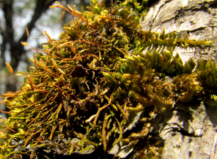 ENTODON BEYRICHII, habitat on dead pine bark