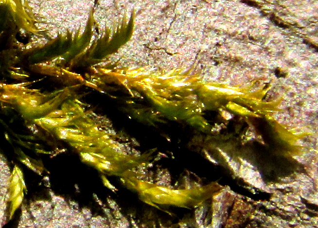 ENTODON BEYRICHII, stems and leaves close up