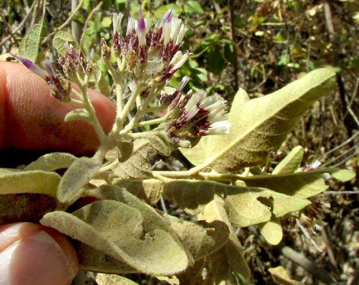 EREMOSIS TOMENTOSA, flower, stems & leaves