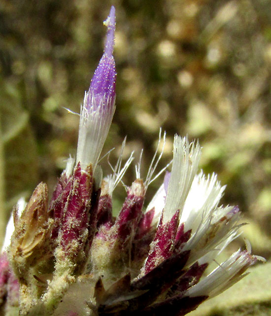EREMOSIS TOMENTOSA, floret emerging from involucre