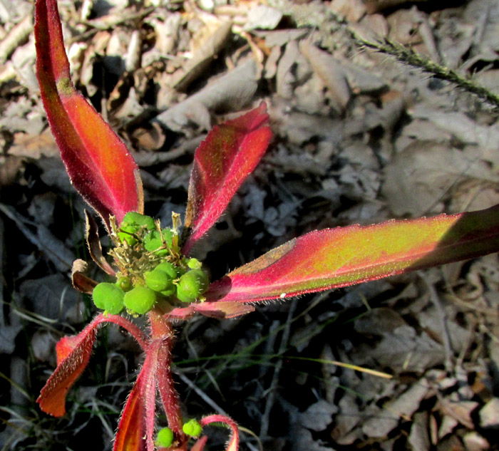 Toothed Spurge, EUPHORBIA DENTATA, plant viewed from above