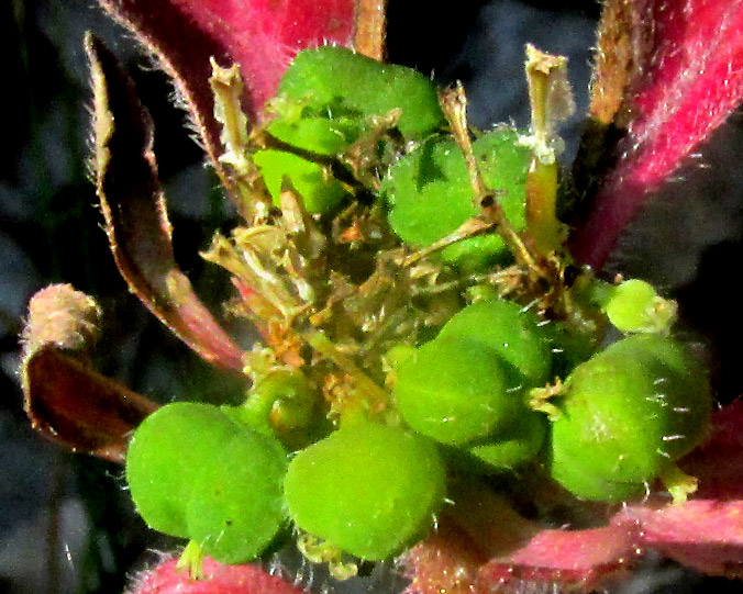 Toothed Spurge, EUPHORBIA DENTATA, view from above showing radiating upper leaves