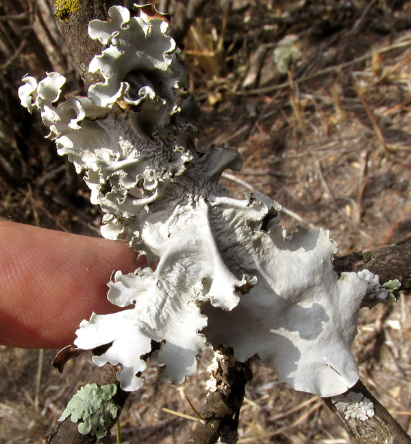 Common Greenshield Lichen, FLAVOPARMELIA CAPERATA, on mesquite twig