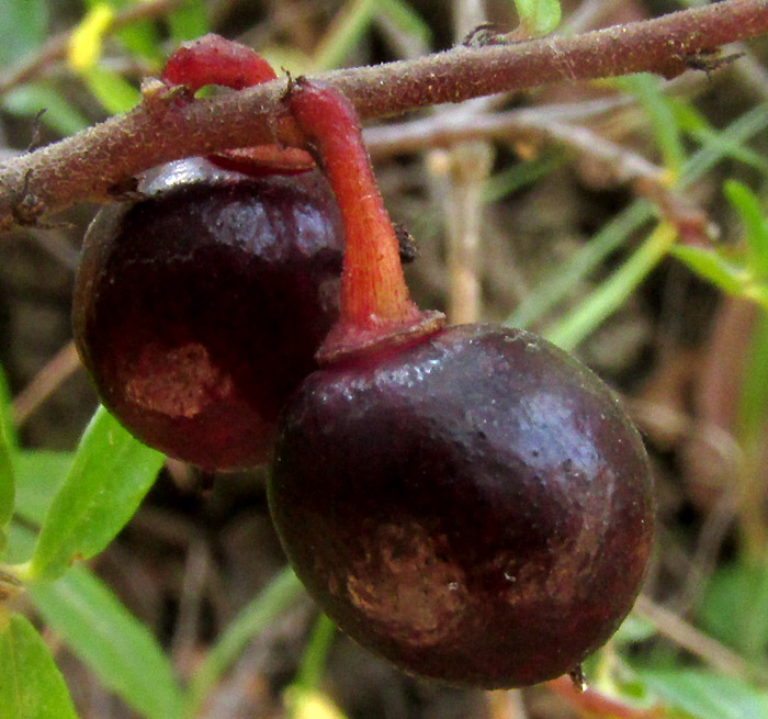 FRANGULA MICROPHYLLA, mature black fruits
