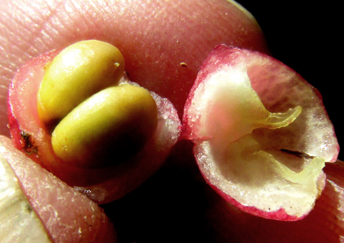 FRANGULA MICROPHYLLA, fruit cross-section showing one carpel and two seeds