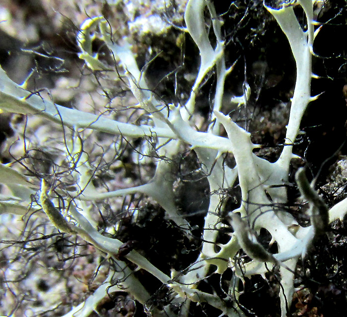 Hanging Fringed Lichen, ANAPTYCHIA CRINALIS, thalli with black cilia
