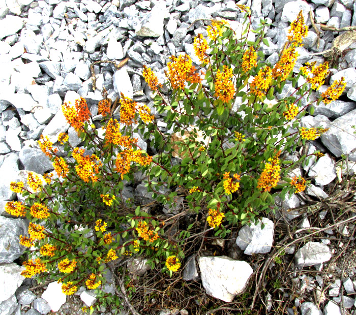 Goldshower, GALPHIMIA GRACILIS, flowering bush