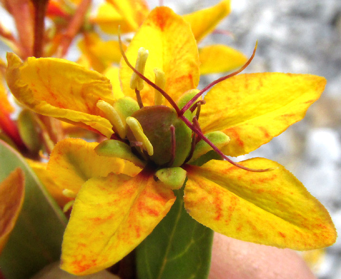 Goldshower, GALPHIMIA GRACILIS, flower