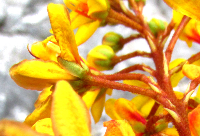 Goldshower, GALPHIMIA GRACILIS, flower side view and raceme arrangment