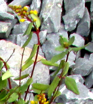 Goldshower, GALPHIMIA GRACILIS, stem & opposite leaves