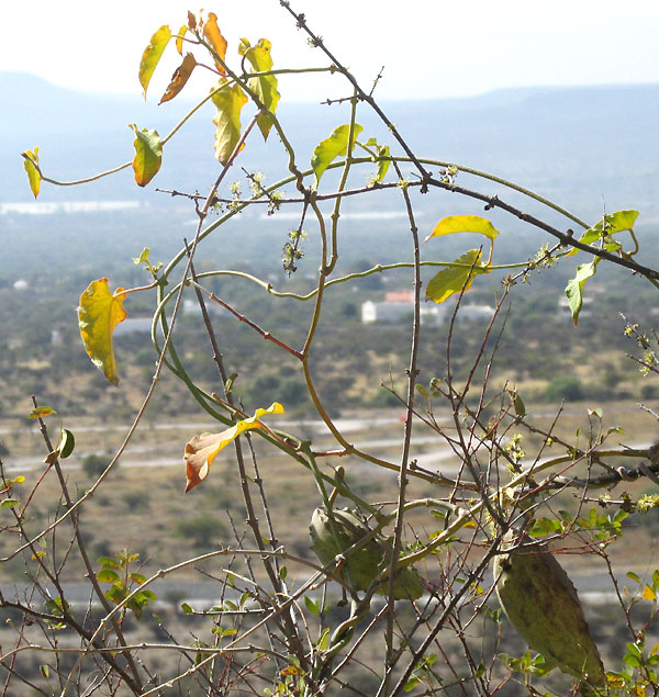 GONOLOBUS cf.CHLORANTHUS, fruiting vine in dry season habitat