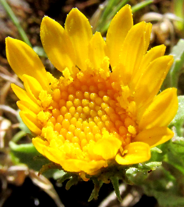 Gumweed, GRINDELIA INULOIDES, capitulum from above