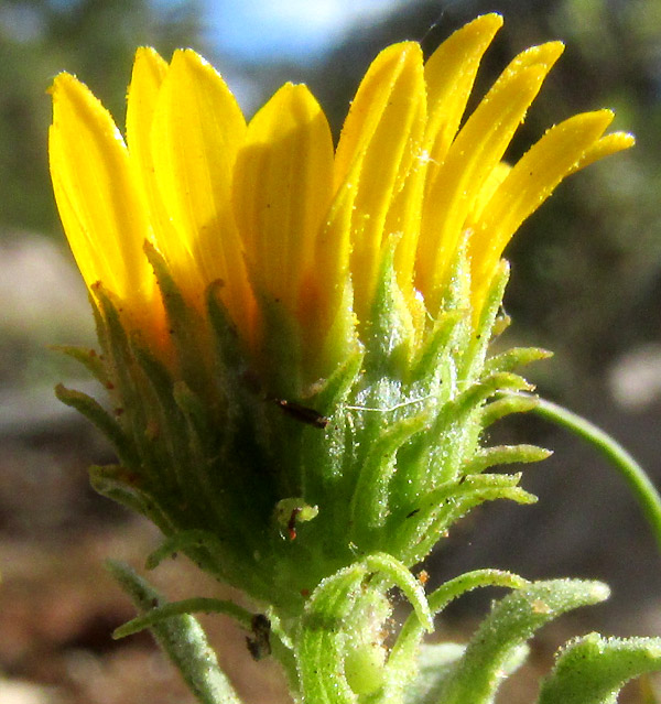 Gumweed, GRINDELIA INULOIDES, capitulum from side