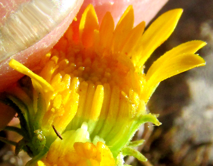 Gumweed, GRINDELIA INULOIDES, capitulum open to expose floret arrangement