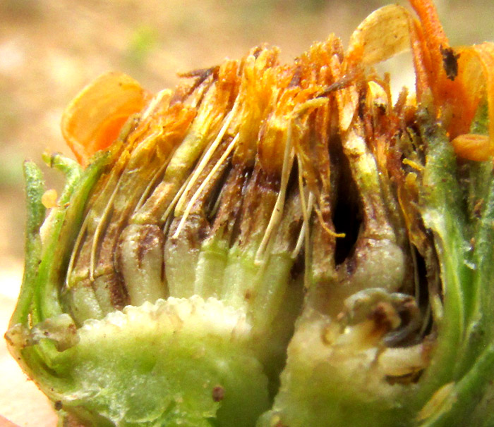 Gumweed, GRINDELIA INULOIDES, cypselae with bristles