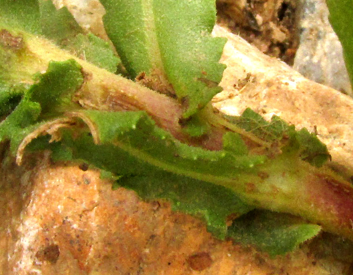 Gumweed, GRINDELIA INULOIDES, auriculate leaf bases