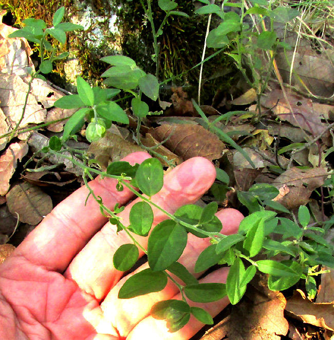 HEBECARPA MYRTILLOIDES, fruiting plant in habitat