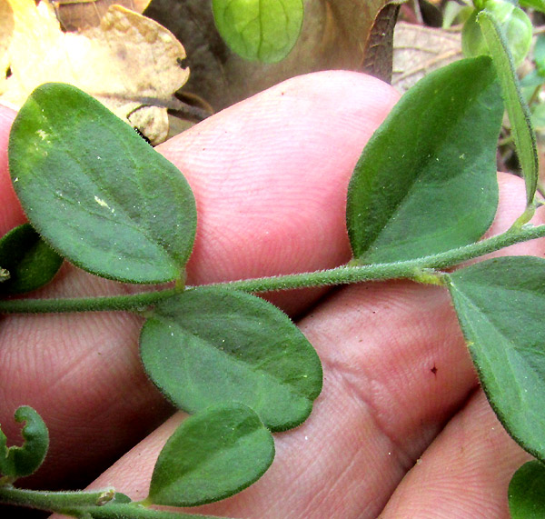 HEBECARPA MYRTILLOIDES, alternate leaves on stem