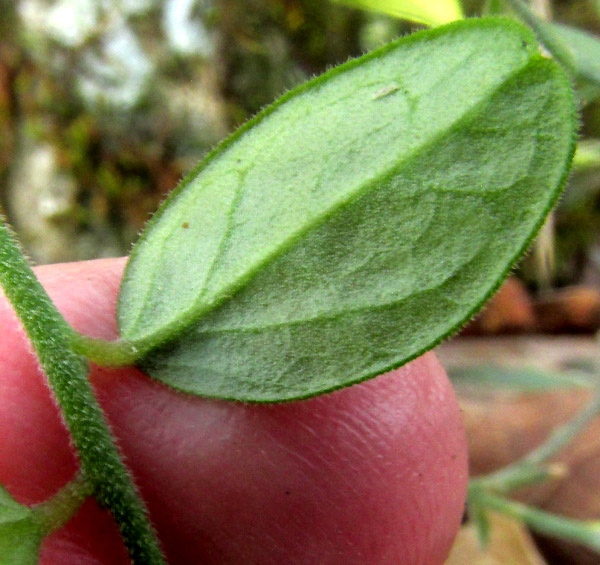 HEBECARPA MYRTILLOIDES, leaf undersurface showing curved-under margin