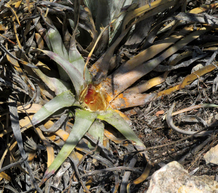 HECHTIA ZAMUDIOI, feral burro damage to plant not well protected by spiny scrub.