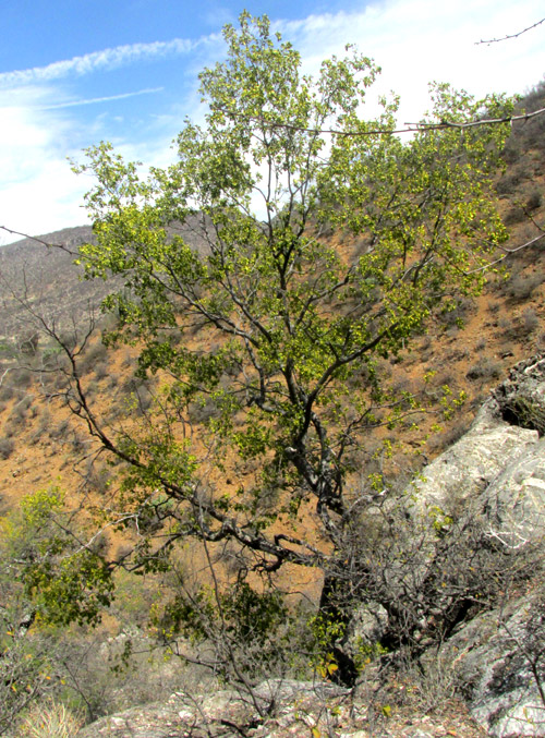 Barreta, HELIETTA PARVIFOLIA, tree in habitat