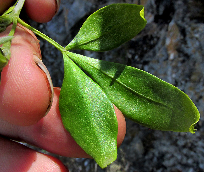 Barreta, HELIETTA PARVIFOLIA, trifoliate leaf