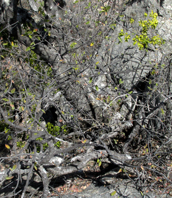 Barreta, HELIETTA PARVIFOLIA, much branching gnarly trunk