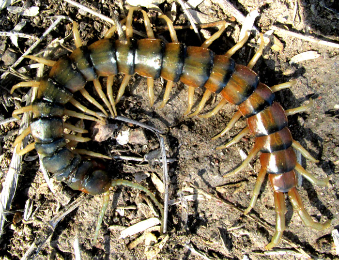 Bark Centipede, HEMISCOLOPENDRA MARGINATA, in habitat