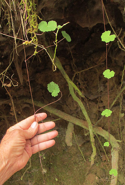 Pennywort, HYDROCOTYLE MEXICANA, habitat, dangling